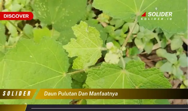 daun pulutan dan manfaatnya