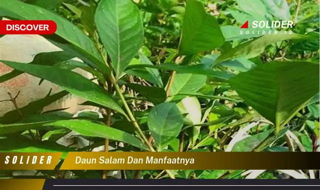 daun salam dan manfaatnya