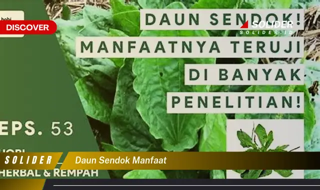 daun sendok manfaat