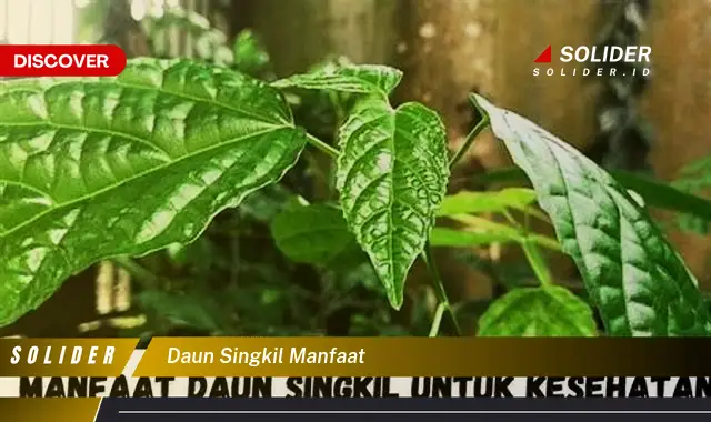 daun singkil manfaat