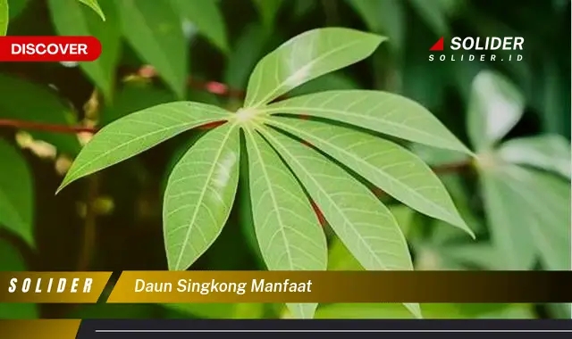 daun singkong manfaat