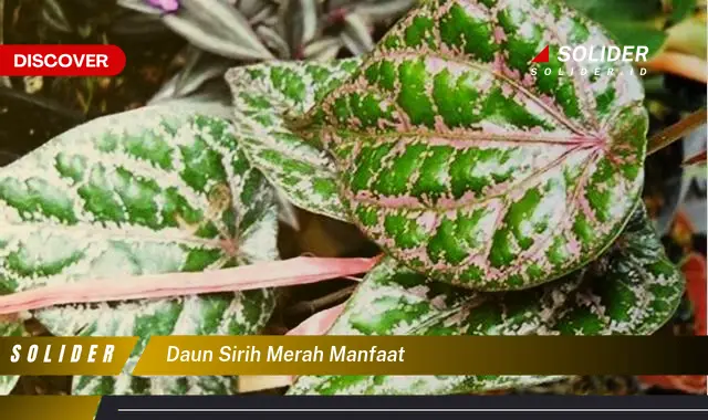 daun sirih merah manfaat