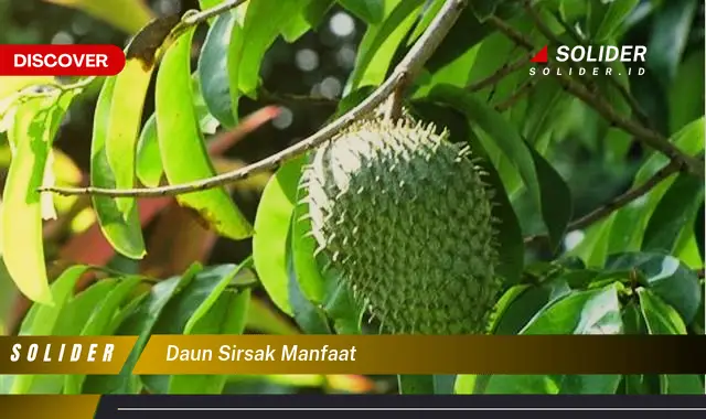 daun sirsak manfaat