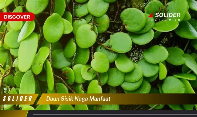 daun sisik naga manfaat