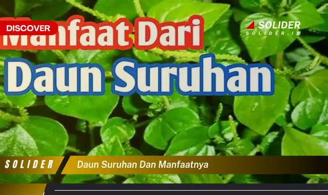 daun suruhan dan manfaatnya