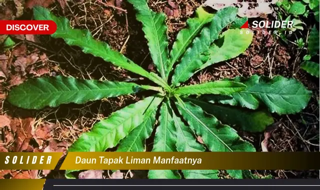 daun tapak liman manfaatnya