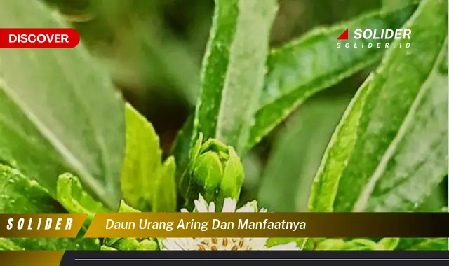 daun urang aring dan manfaatnya