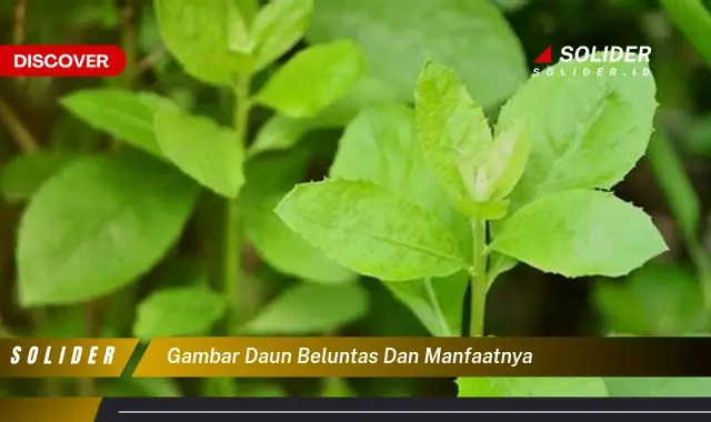 gambar daun beluntas dan manfaatnya