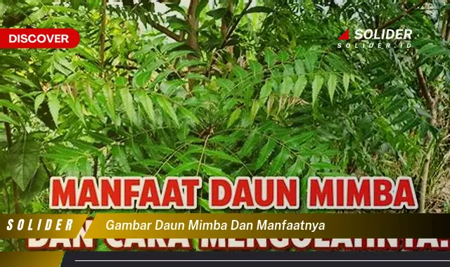 gambar daun mimba dan manfaatnya