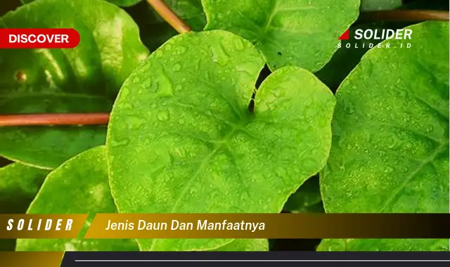 jenis daun dan manfaatnya