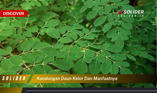 kandungan daun kelor dan manfaatnya