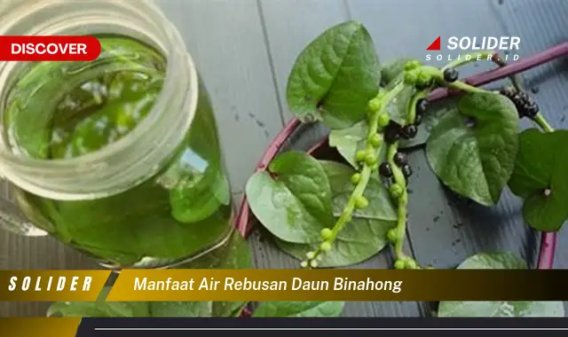 manfaat air rebusan daun binahong