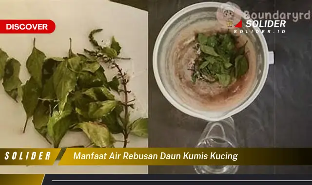 manfaat air rebusan daun kumis kucing