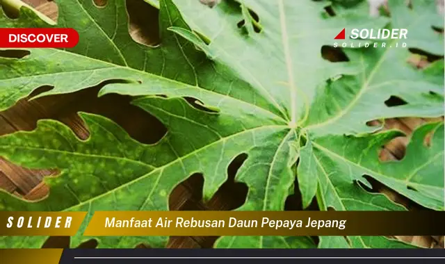 manfaat air rebusan daun pepaya jepang