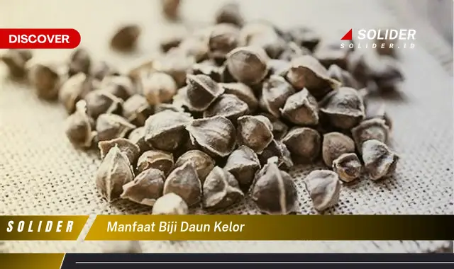 manfaat biji daun kelor