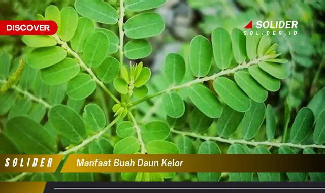 manfaat buah daun kelor