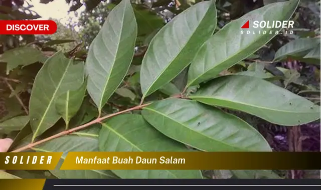 manfaat buah daun salam