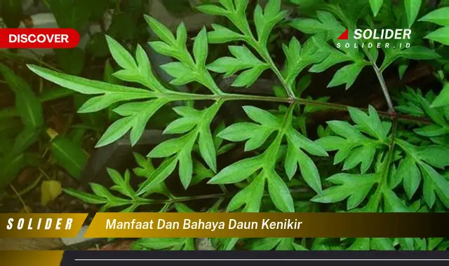 manfaat dan bahaya daun kenikir