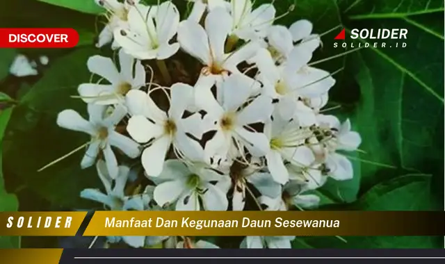 manfaat dan kegunaan daun sesewanua