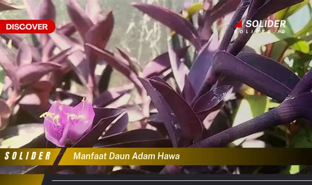 manfaat daun adam hawa