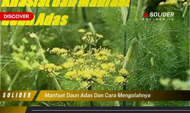 manfaat daun adas dan cara mengolahnya