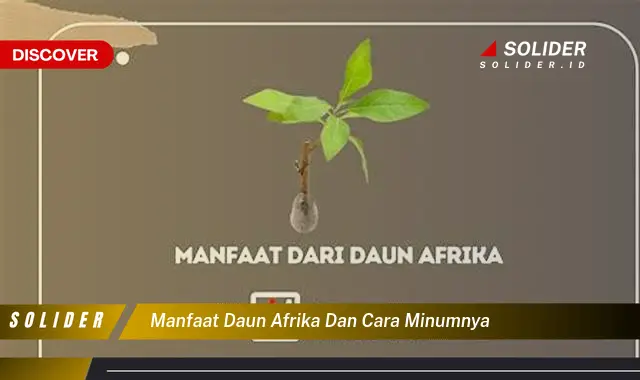 manfaat daun afrika dan cara minumnya