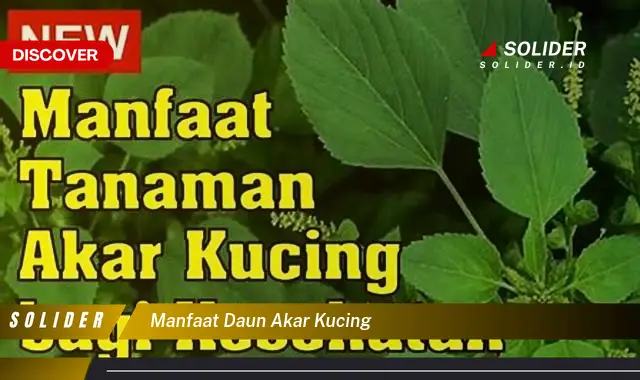 manfaat daun akar kucing