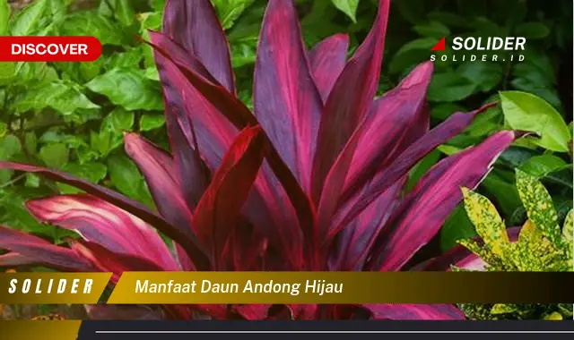 manfaat daun andong hijau