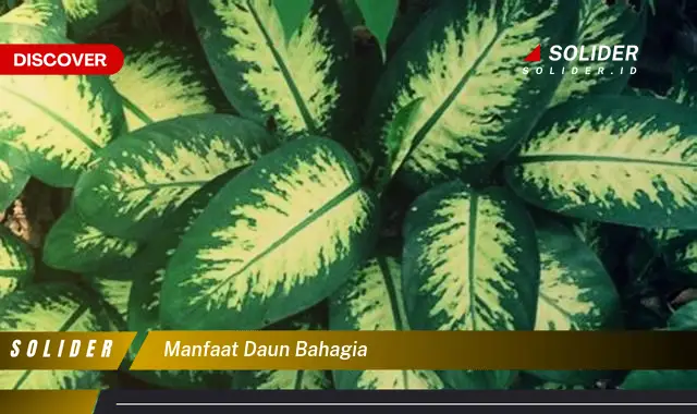 manfaat daun bahagia