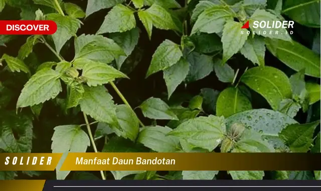 manfaat daun bandotan