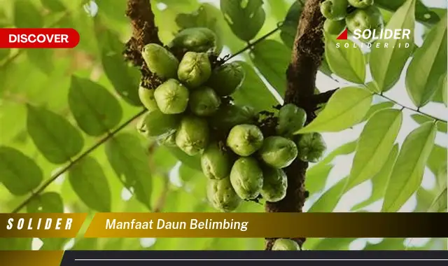 manfaat daun belimbing