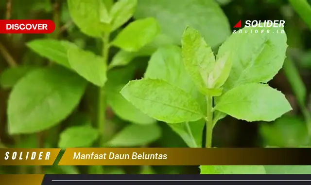 manfaat daun beluntas