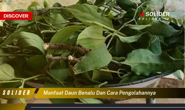 manfaat daun benalu dan cara pengolahannya