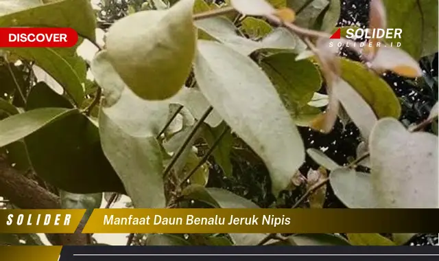 manfaat daun benalu jeruk nipis