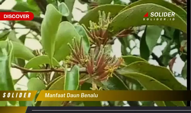 manfaat daun benalu