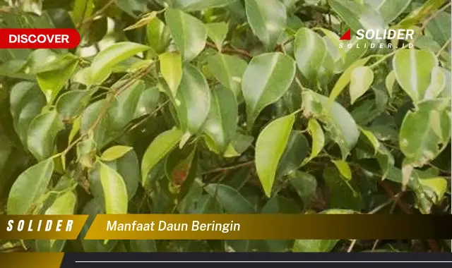 manfaat daun beringin