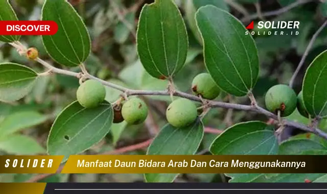 manfaat daun bidara arab dan cara menggunakannya