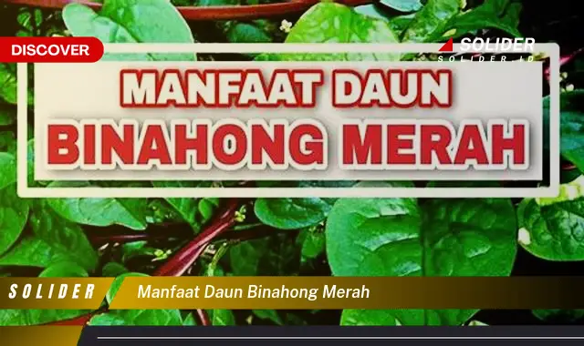 manfaat daun binahong merah