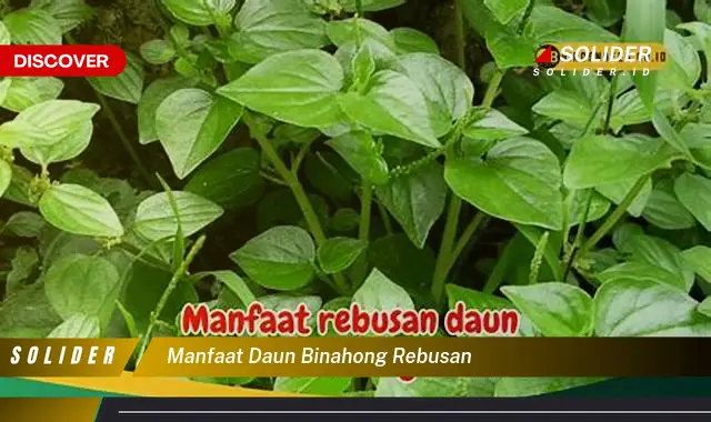 manfaat daun binahong rebusan