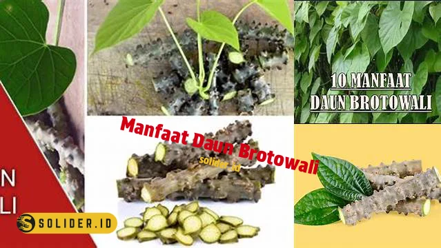 manfaat daun brotowali