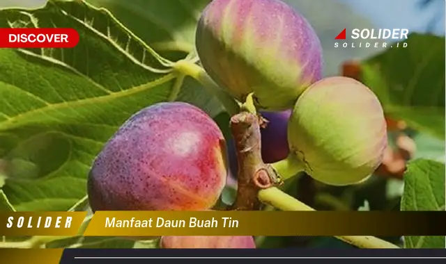 manfaat daun buah tin