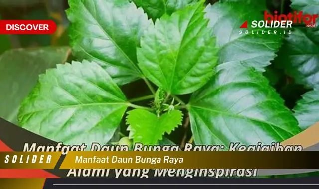 manfaat daun bunga raya