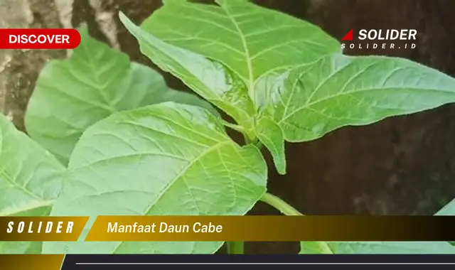 manfaat daun cabe