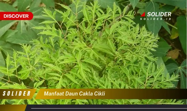 manfaat daun cakla cikli