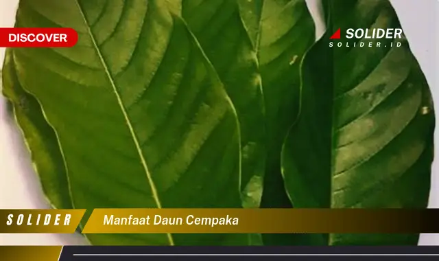 manfaat daun cempaka