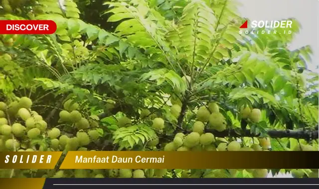 manfaat daun cermai