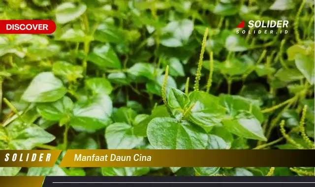 manfaat daun cina