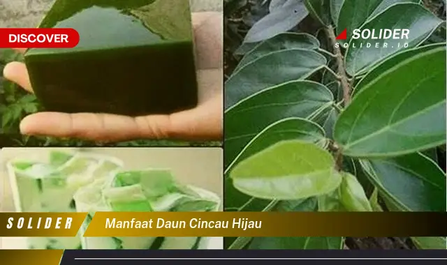 manfaat daun cincau hijau