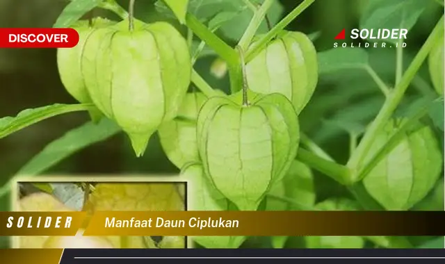 manfaat daun ciplukan