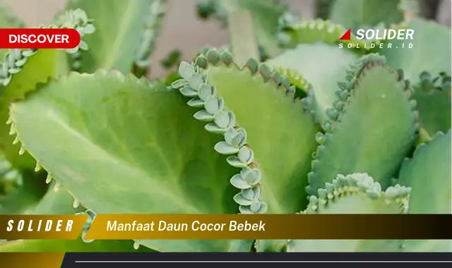 manfaat daun cocor bebek